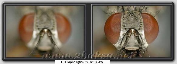 helicon focus is a program that creates one completely focused image from several partially focused